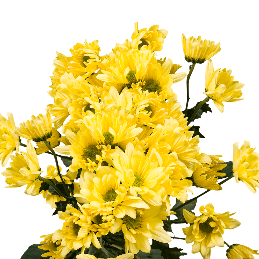 Send Yellow Chrysanthemum Daisy Flowers