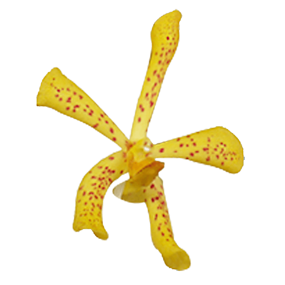 Send Yellow Orchids Free Online Delivery