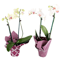 (2HB) Orchids Pot Cover 20 Bunches For Delivery to Ann_Arbor, Michigan