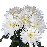 (QB) Pom Fuji Spider White 10 Bunches For Delivery to Webster, New_York
