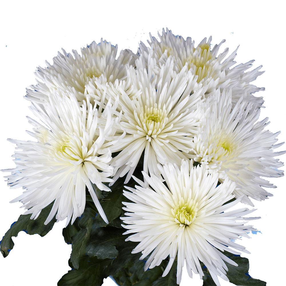 Fuji spider mums