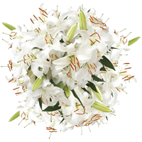 (HB) Oriental Lilies White 10 Bunches For Delivery to Iowa