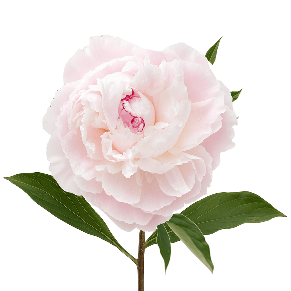 Shirley Temple Peonies - Choose Your Quantity