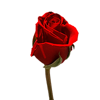 (OC) Single Red Roses Med 40 For Delivery to Winston_Salem, North_Carolina