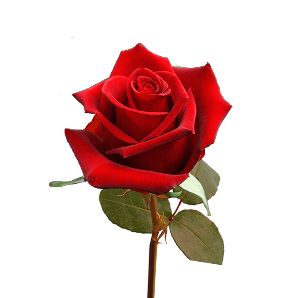Single Valentine's Day Roses for Flower Sale Fundraiser