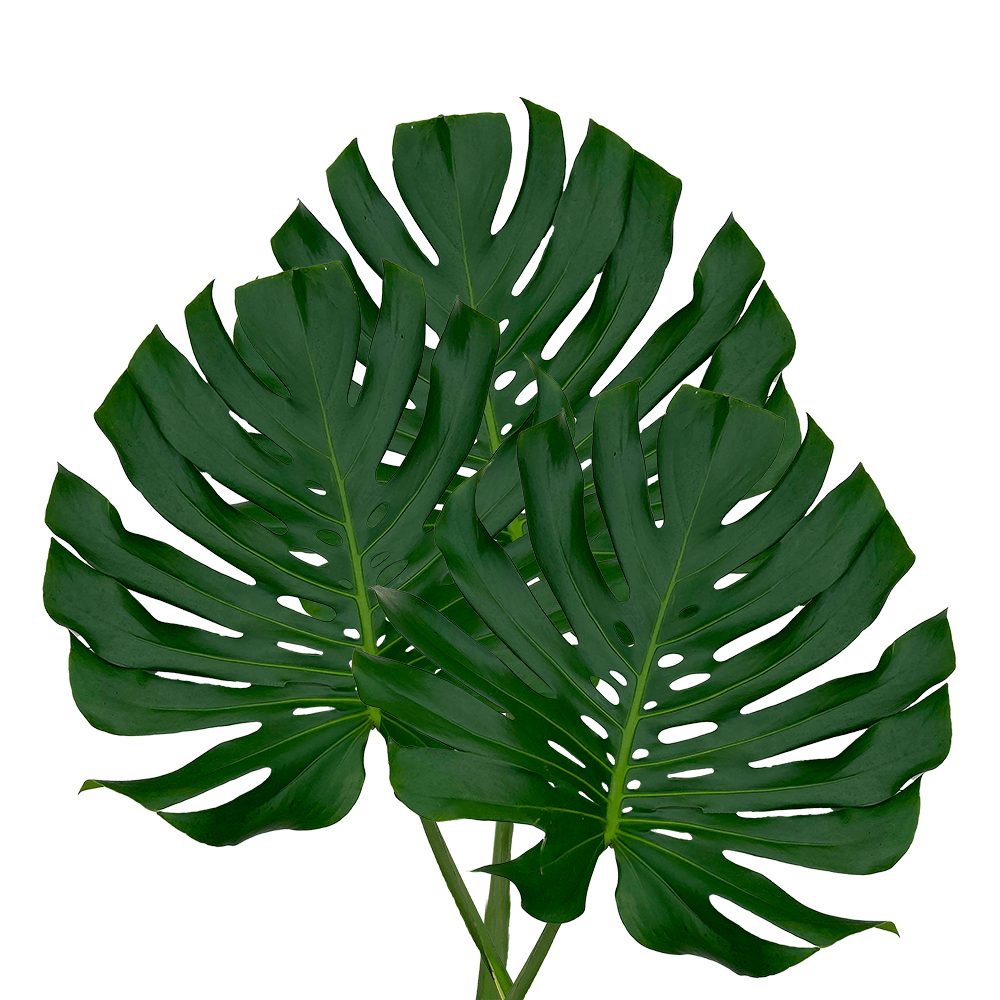 Small Green Monstera Leaves Tropical Greenery Bunch of 200 Stems Online  Delivery