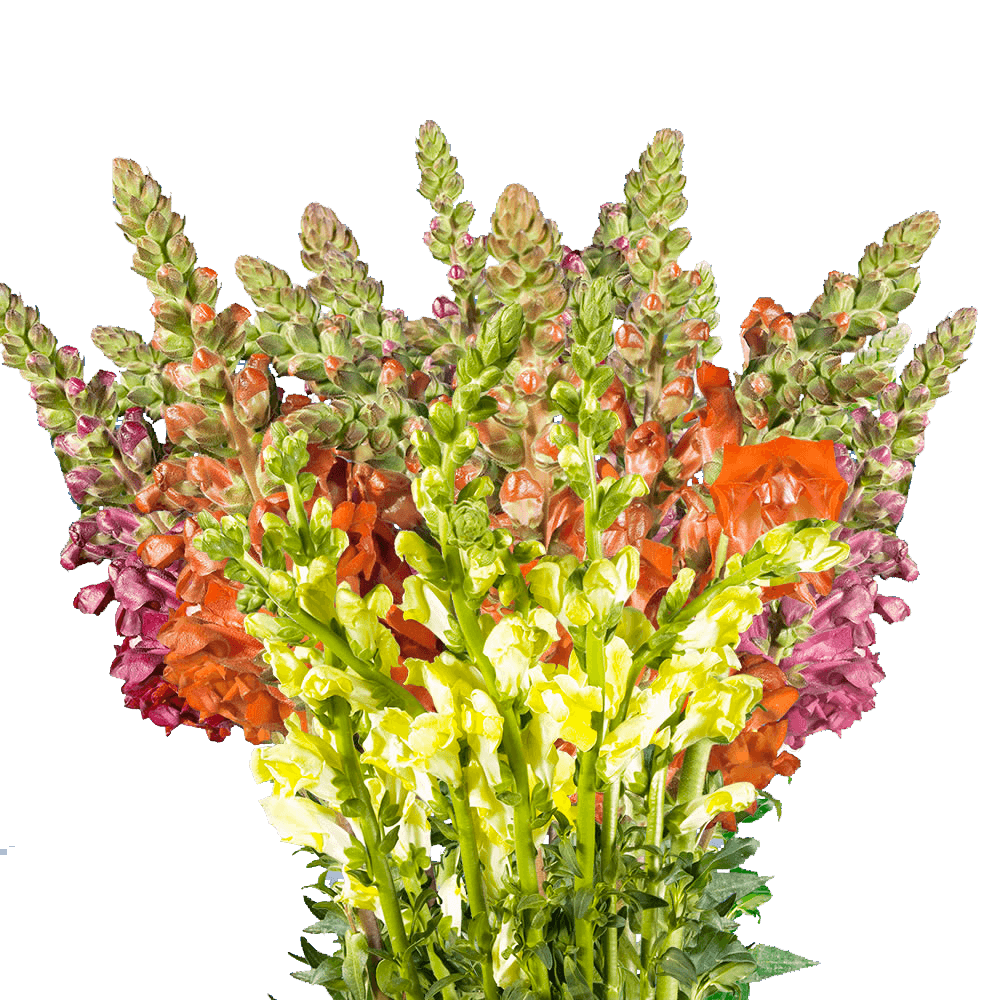 Snapdragon Flowers for Sale Online