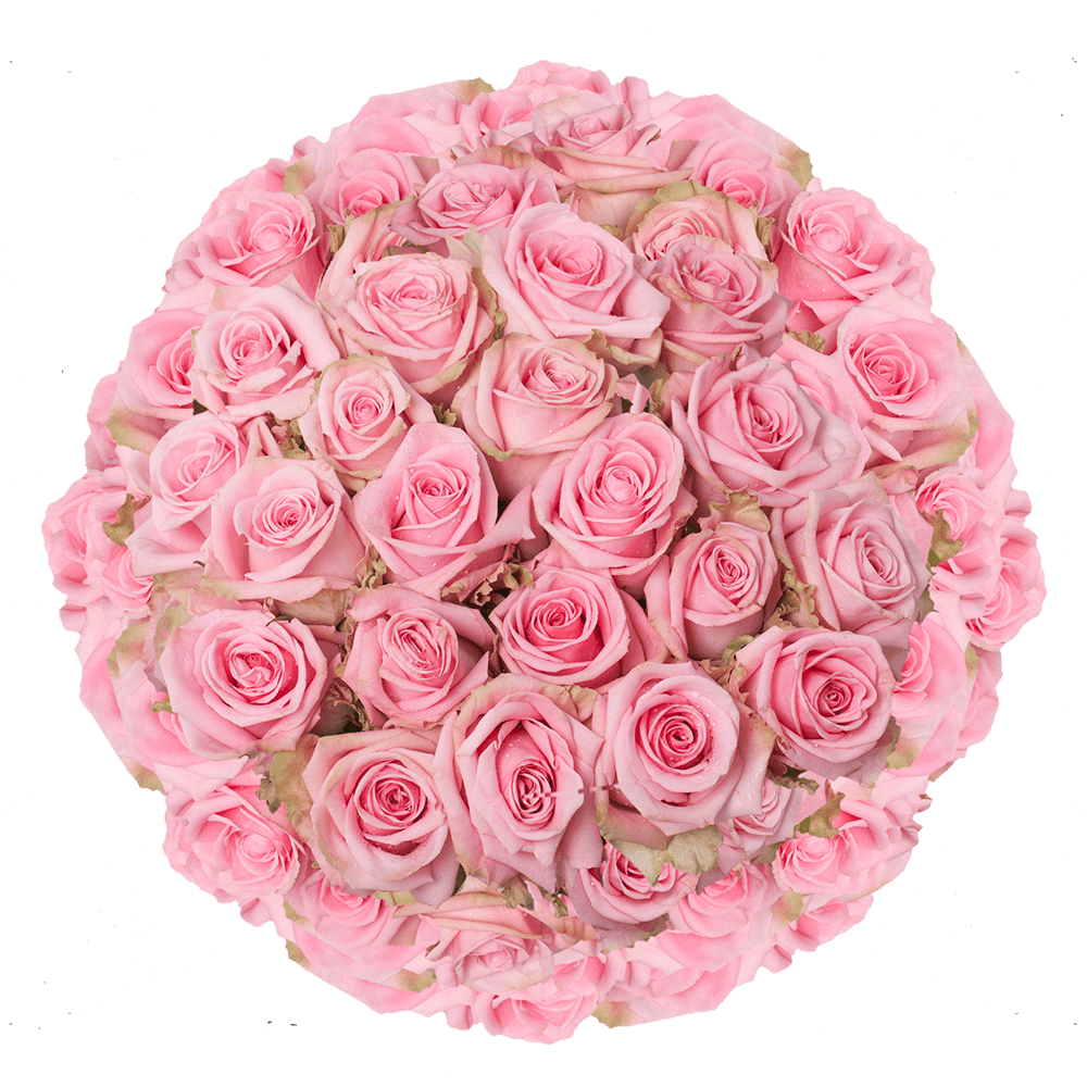Soft Pink Roses Pink Candy Rose variety