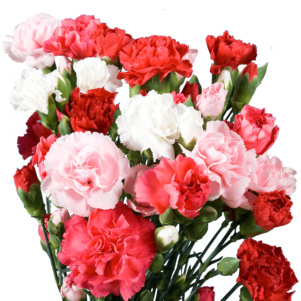 💐 Cali Hearts and Diamonds - Flower Delivery, 30 Red Carnations and White  Babys Breath