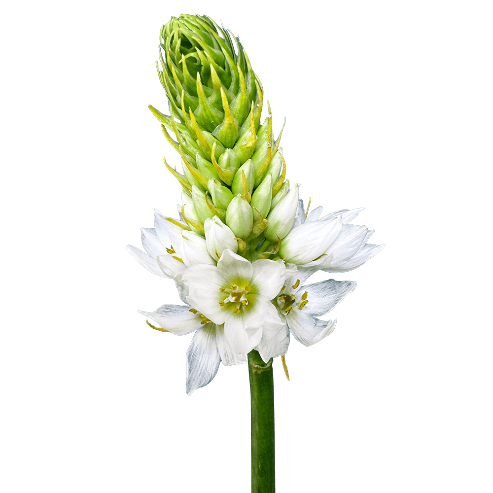 Qty of Star of Bethlehem Flowers For Delivery to Ontario, California