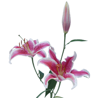 Qty of Stargazer Oriental Lillies For Delivery to Saline, Michigan