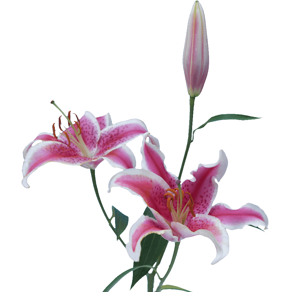 Stargazer Oriental Lilies - flowers for loved ones