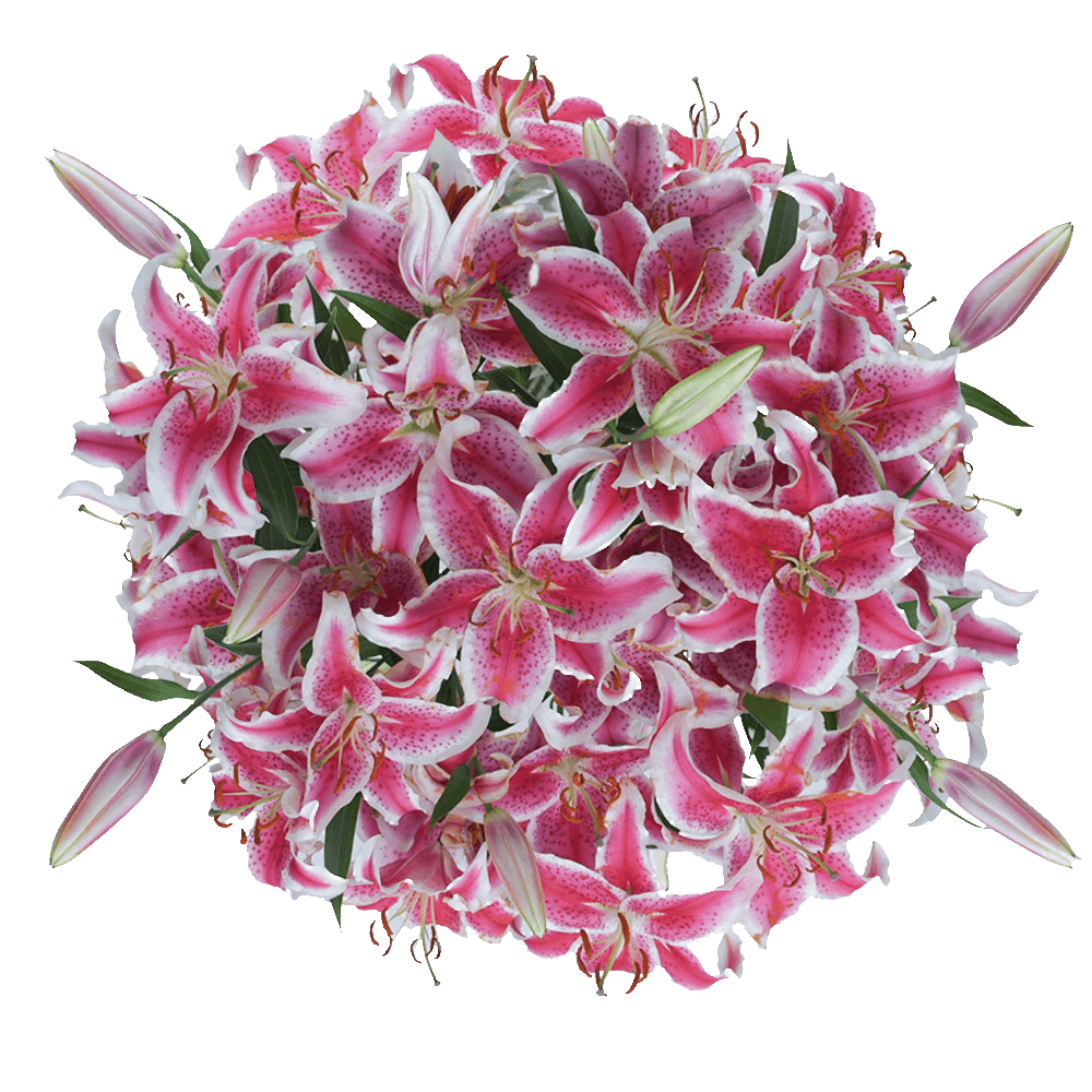 Stargazer Lilies Flowers Lowest Online Price Globalrose