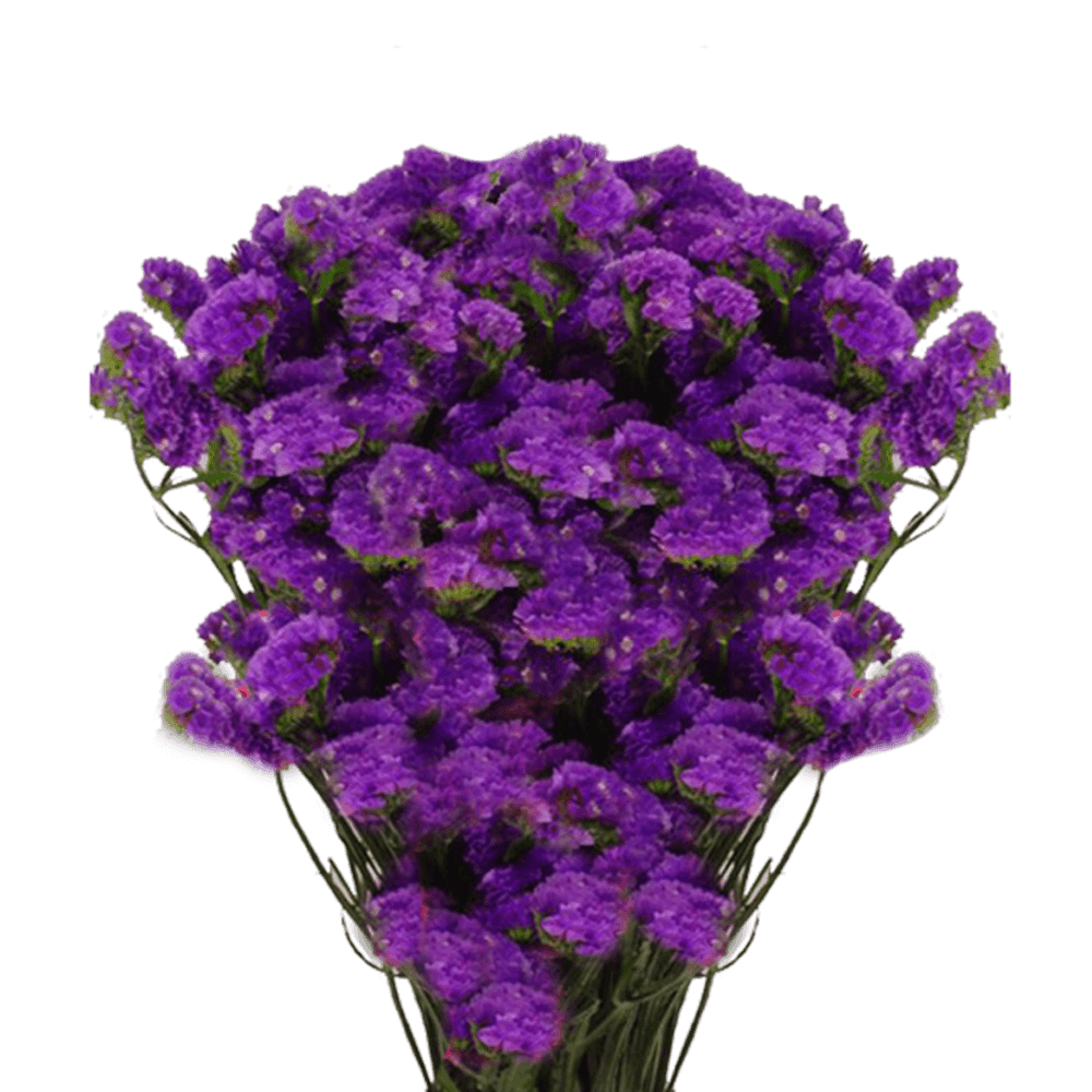Statice Flowers Limonium Purple Bouquet Fillers