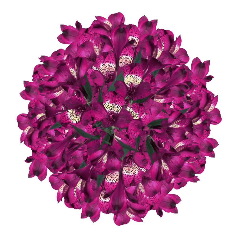 Super Beautiful Purple Alstroemeria