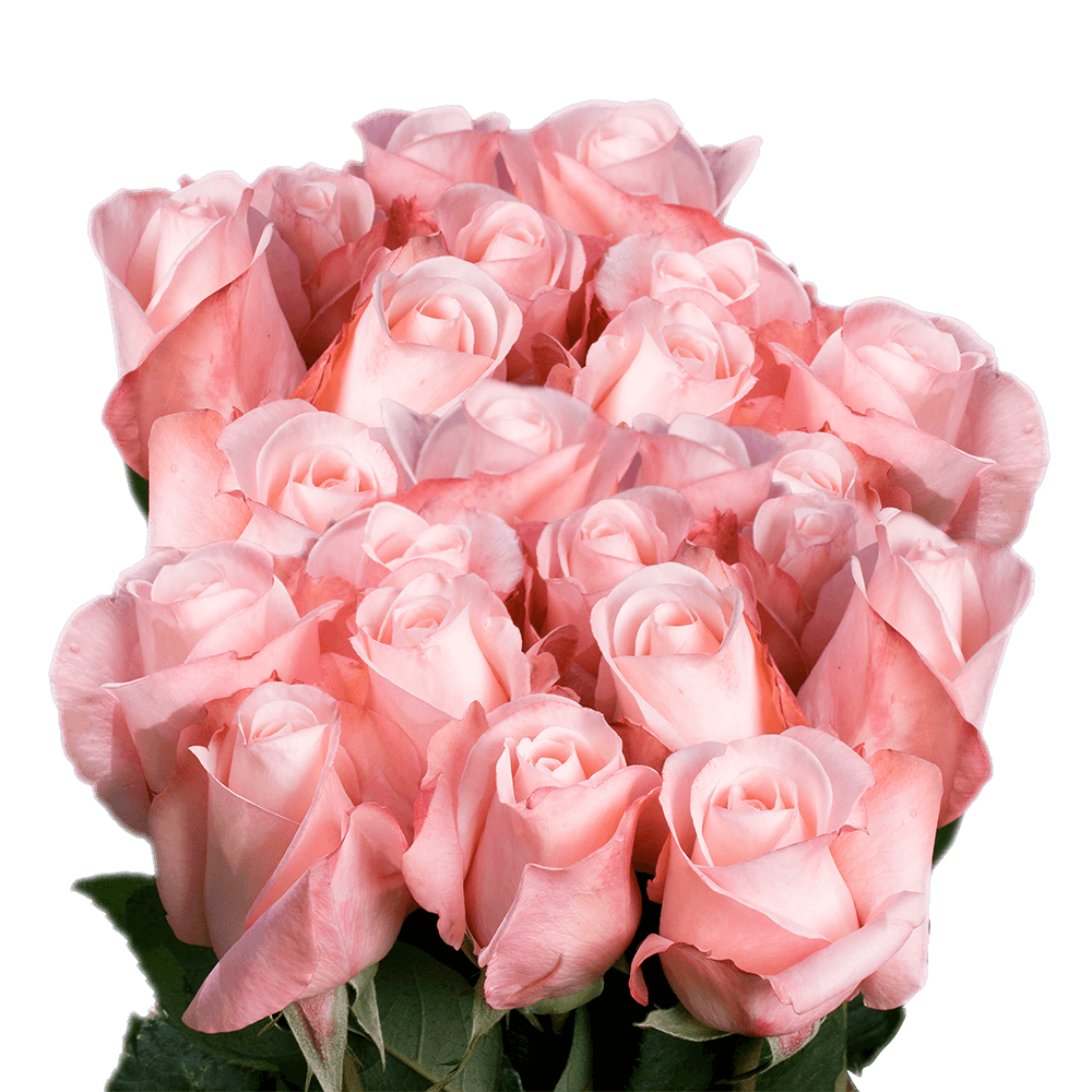 Sweet Pink Online Roses
