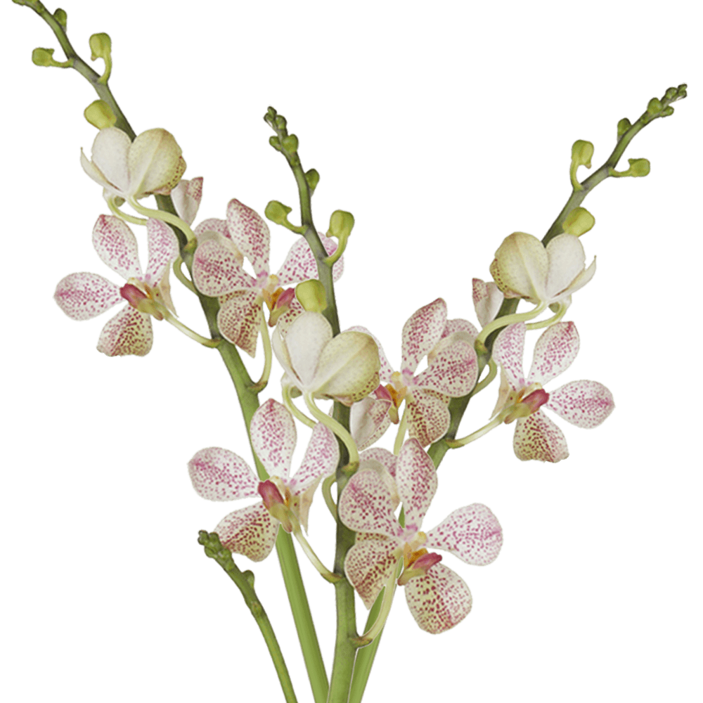 Qty of Tago Christine Orchids For Delivery to Norfolk, Virginia