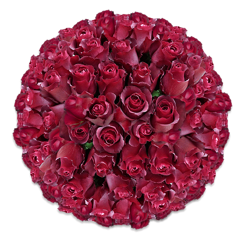 Terracota Roses Wholesale Ecuador Roses Wholesale Huge Roses Bouquet