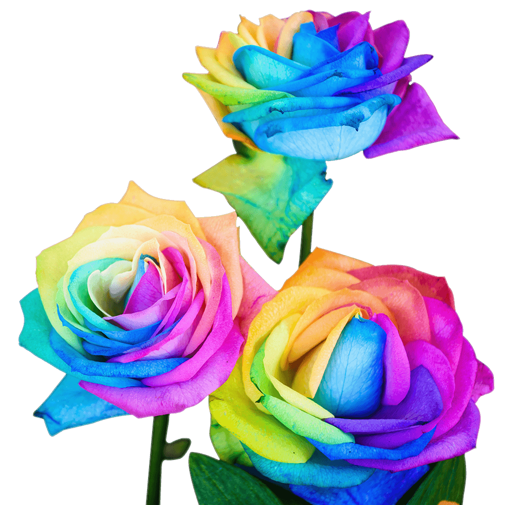 Qty of Multicolor Rainbow Roses For Delivery to Eagle_River, Alaska