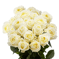 (OC) Dozen Long Ivory Roses 2 Bunches For Delivery to Kankakee, Illinois