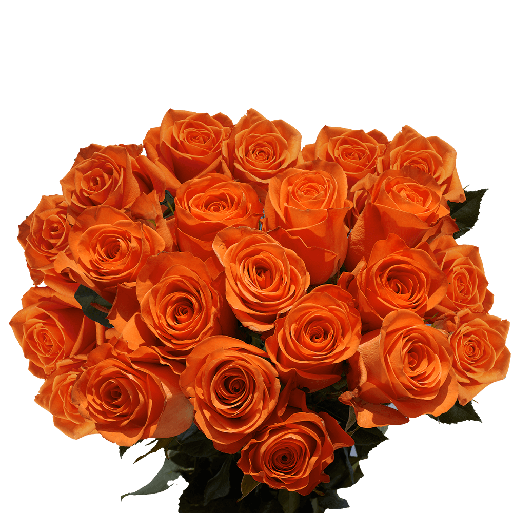 Two Dozen Orange Roses Free Valentine's Day Delivery
