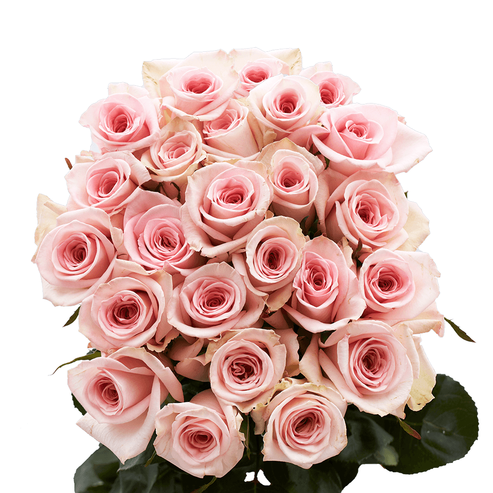 Two Dozen Pink Valentine's Day Roses Free Delivery
