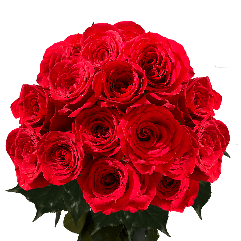 Two Dozen Red Roses Free Valentine's Day Delivery