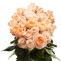 (OC) Dozen Long Peach Roses 2 Bunches For Delivery to Ballston_Spa, New_York