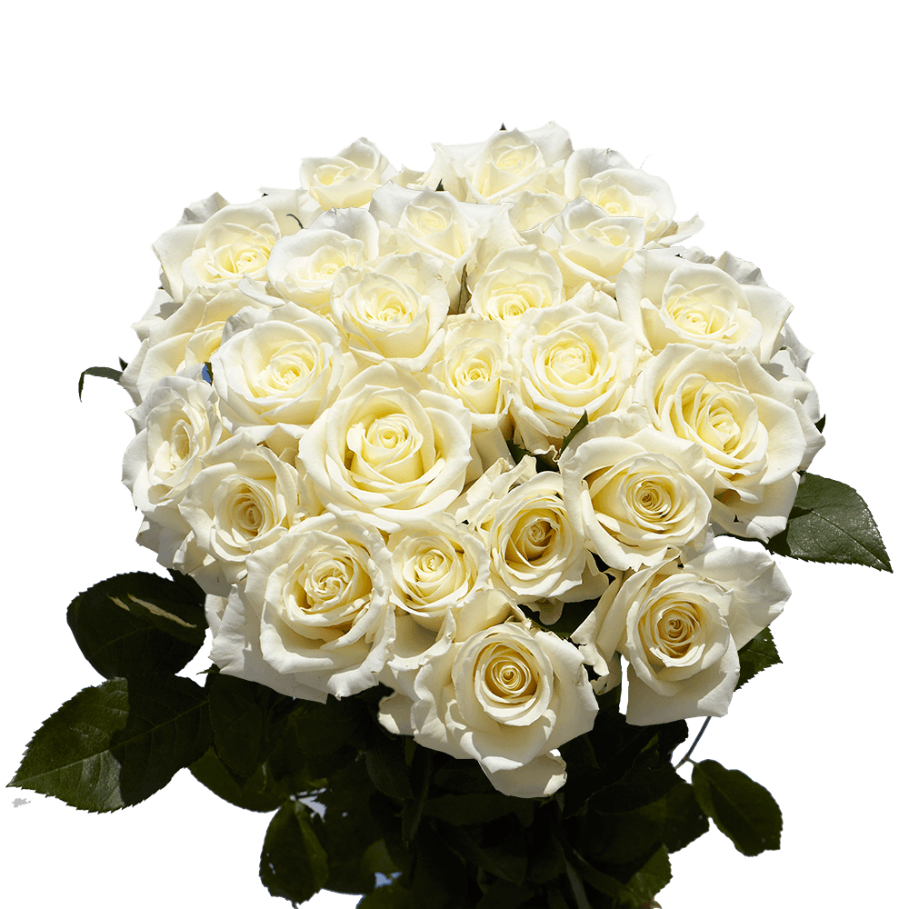 Two Dozen White Roses Free Valentine's Day Delivery