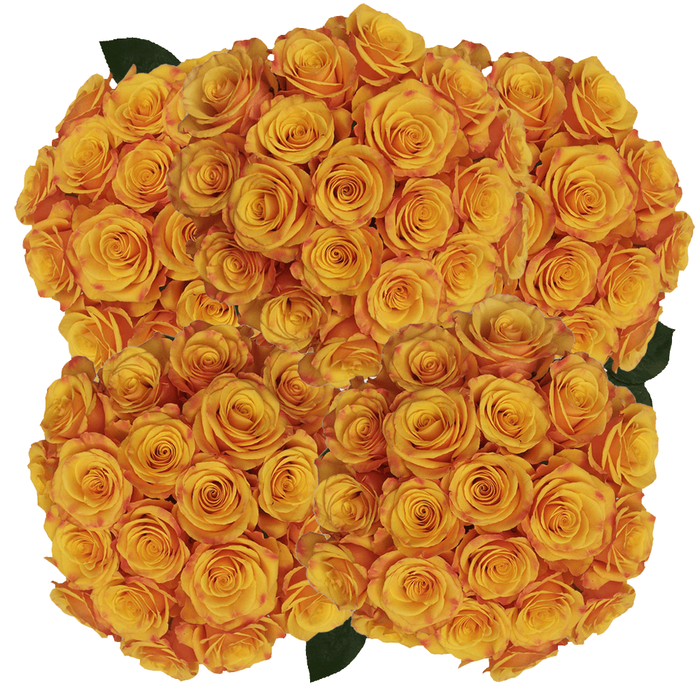 Tycoon Roses Pale Orange Flower Delivery