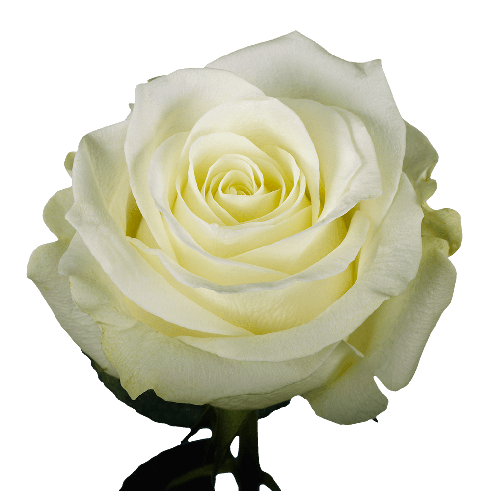 Valentines Bouquet Of Two Dozen Ivory Roses Free Shipping Valentines Bouquet Of Two Dozen Ivory Roses Free Shipping