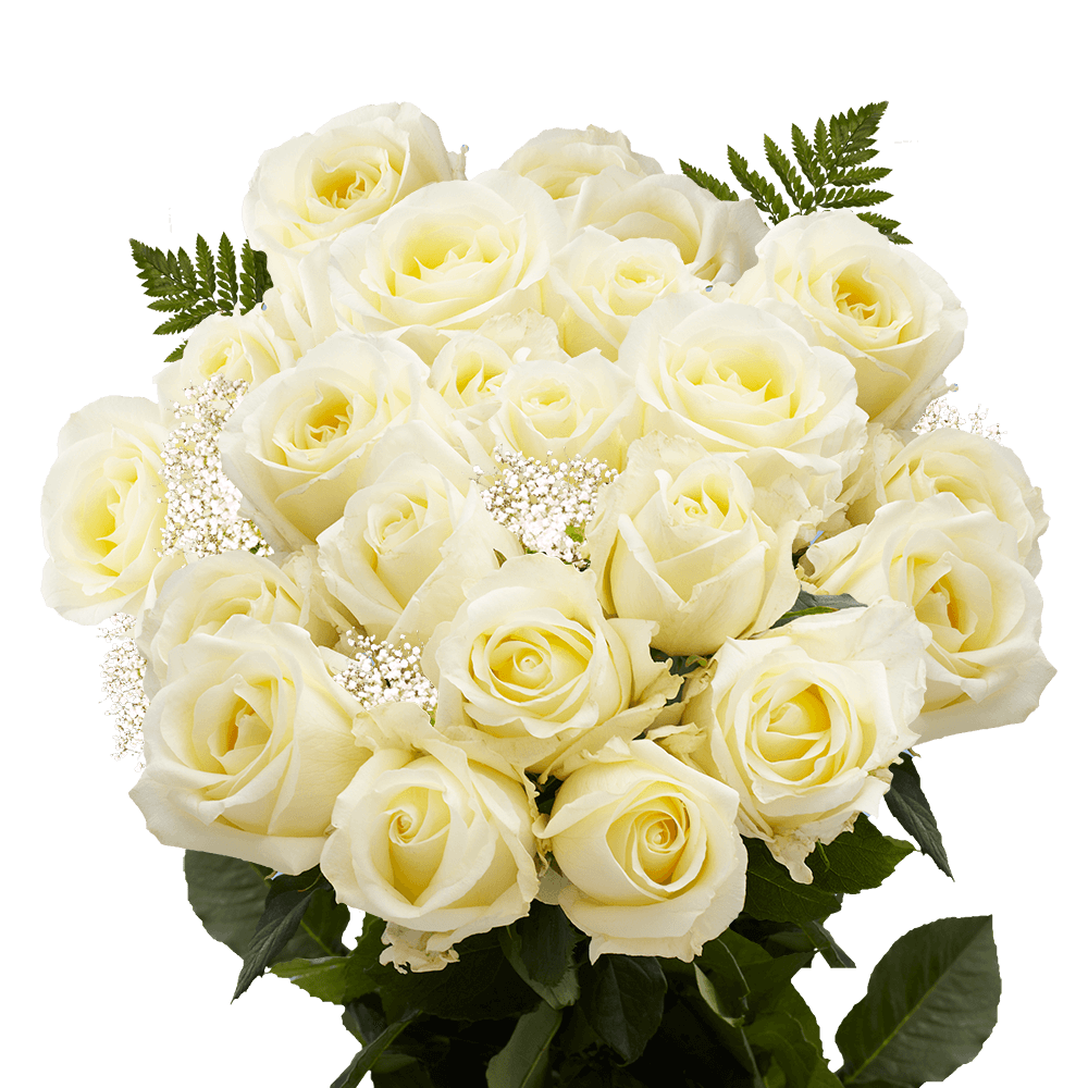 Valentine's Bouquet of Two Dozen Ivory Roses Free Shipping