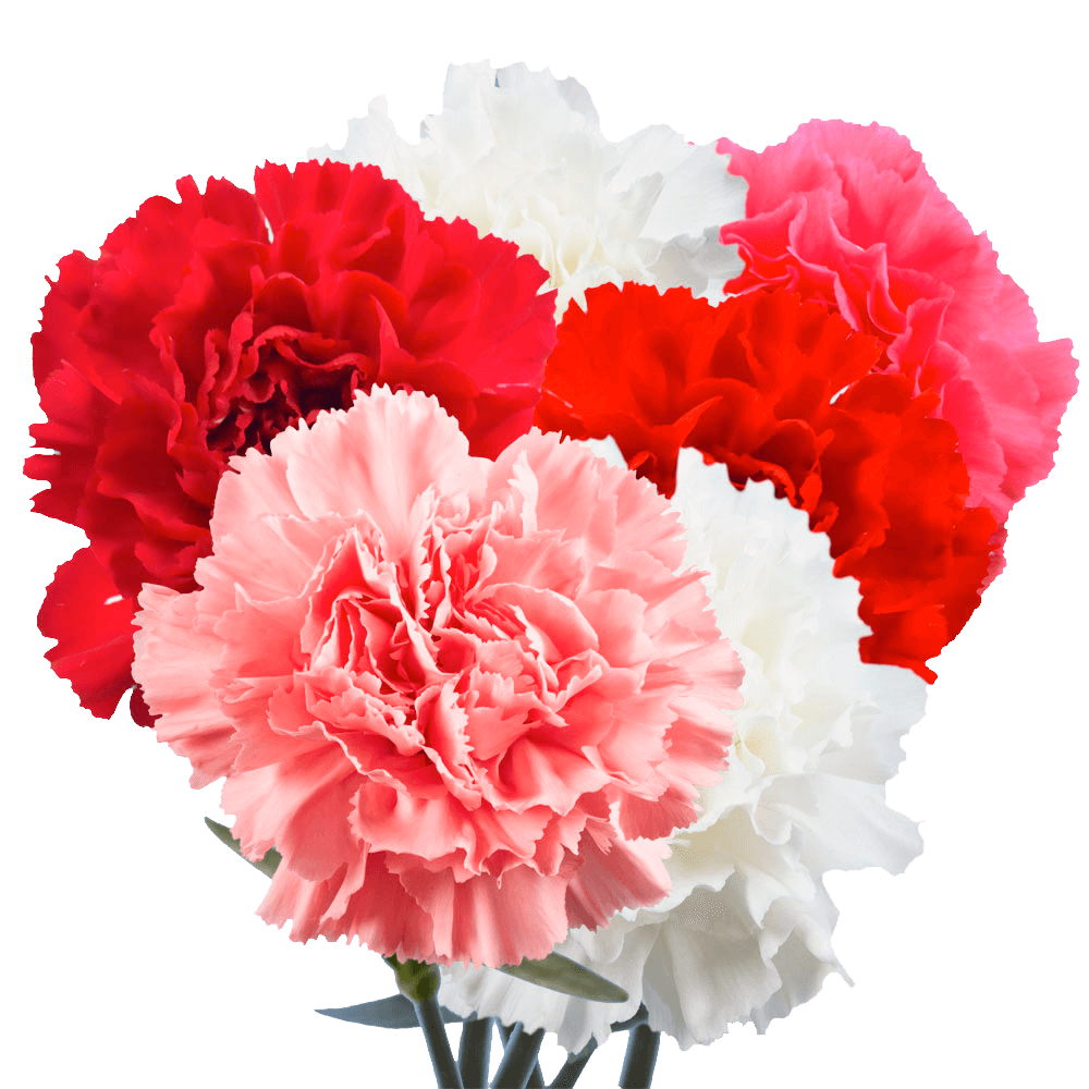Qty of Valentines Carnations For Delivery to Redmond, Washington