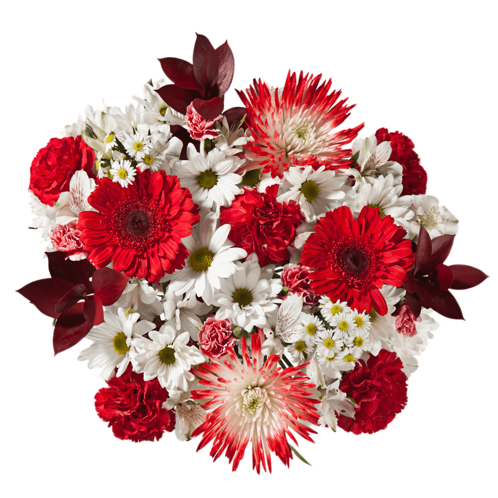 Valentines Day Flowers Red Carnations Gerberas White Asters Daisies