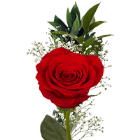 (HB) Single Sht Red Roses Fillers 70 For Delivery to Joliet, Illinois