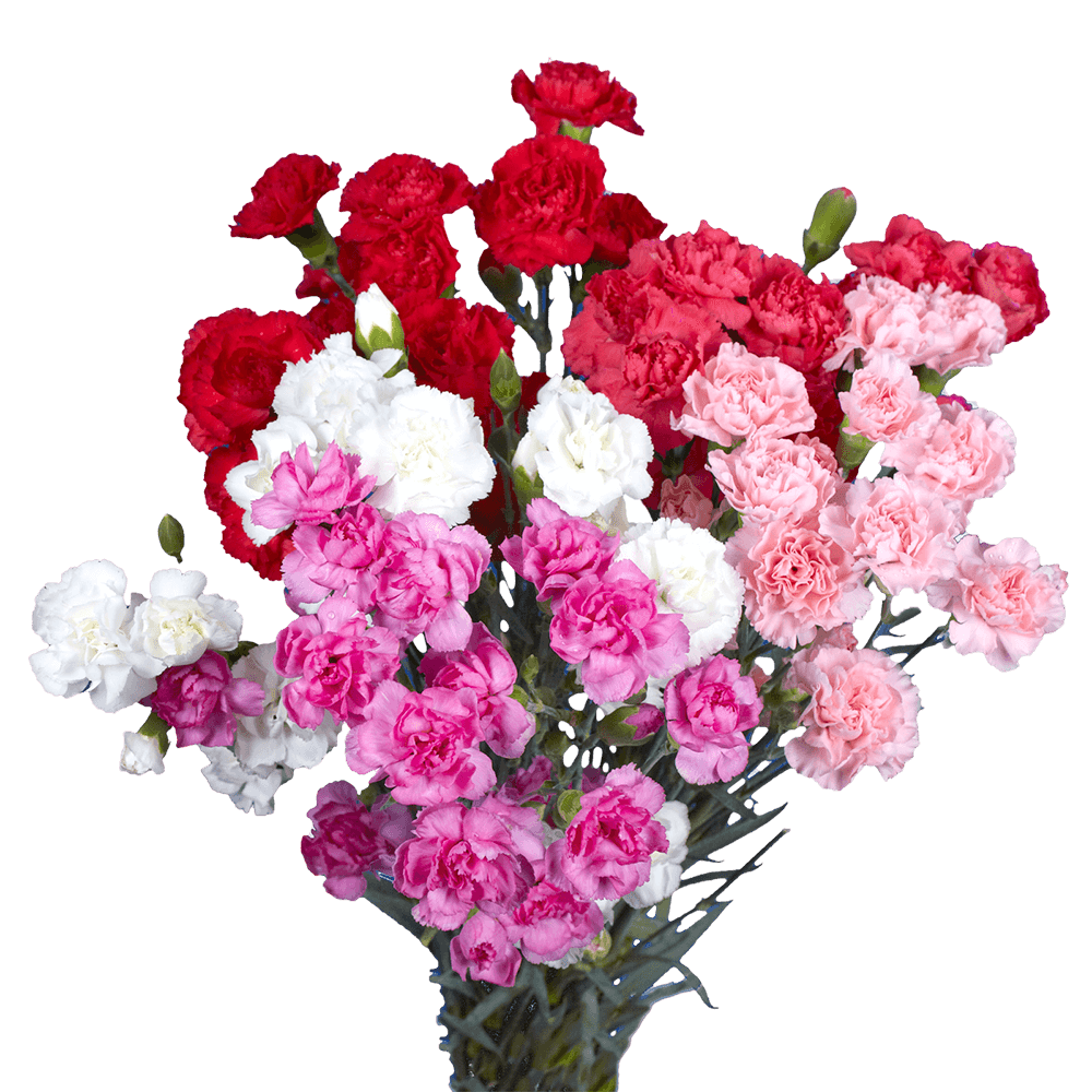 Valentine's Day Mini Carnations Gorgeous