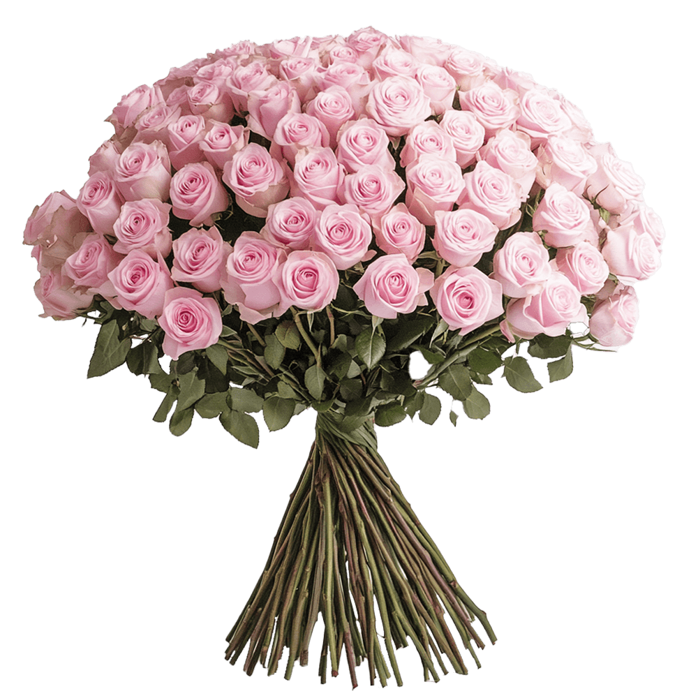 Qty of Valentines Day Pink Roses For Delivery to Flemington, New_Jersey