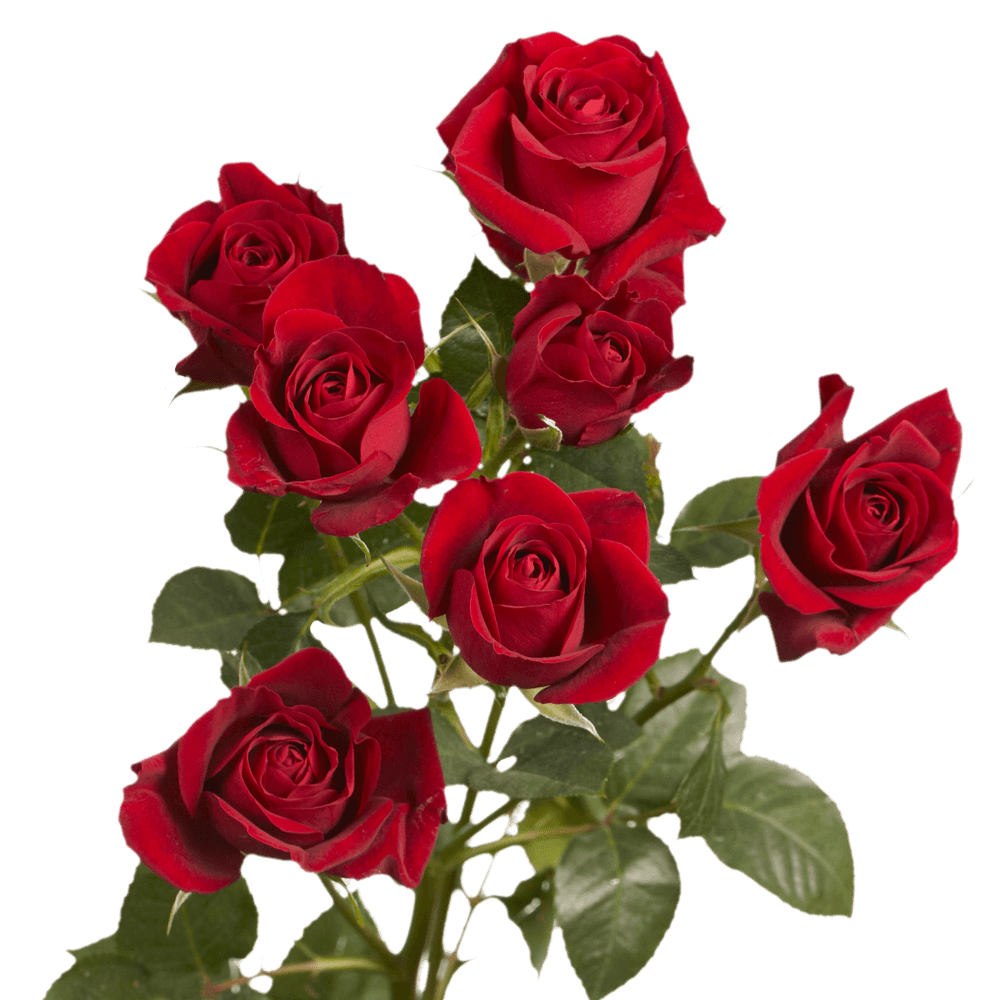 Valentine's Day Red Spray Roses Delivery