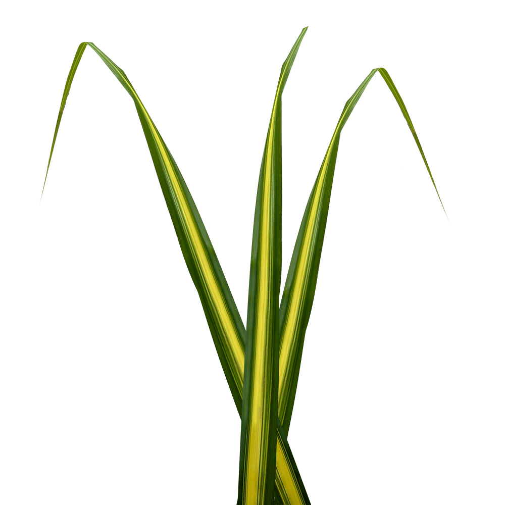 Pandanus Variegated 130 Stems
