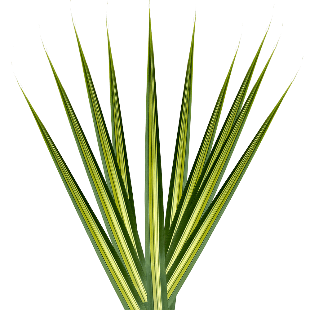 Variegated Pandanus Tropical Greenery Online Delivery  Bunch of 500 Stems