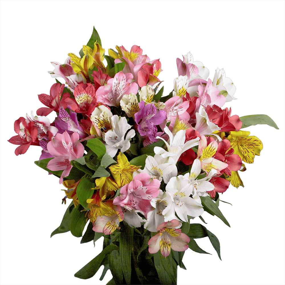 Vibrant Assorted Super Alstroemeria Flowers