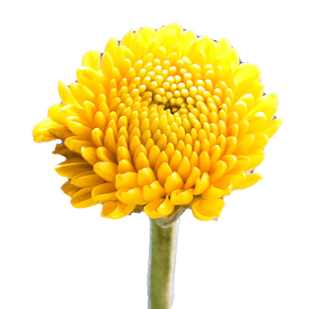 yellow chrysanthemum