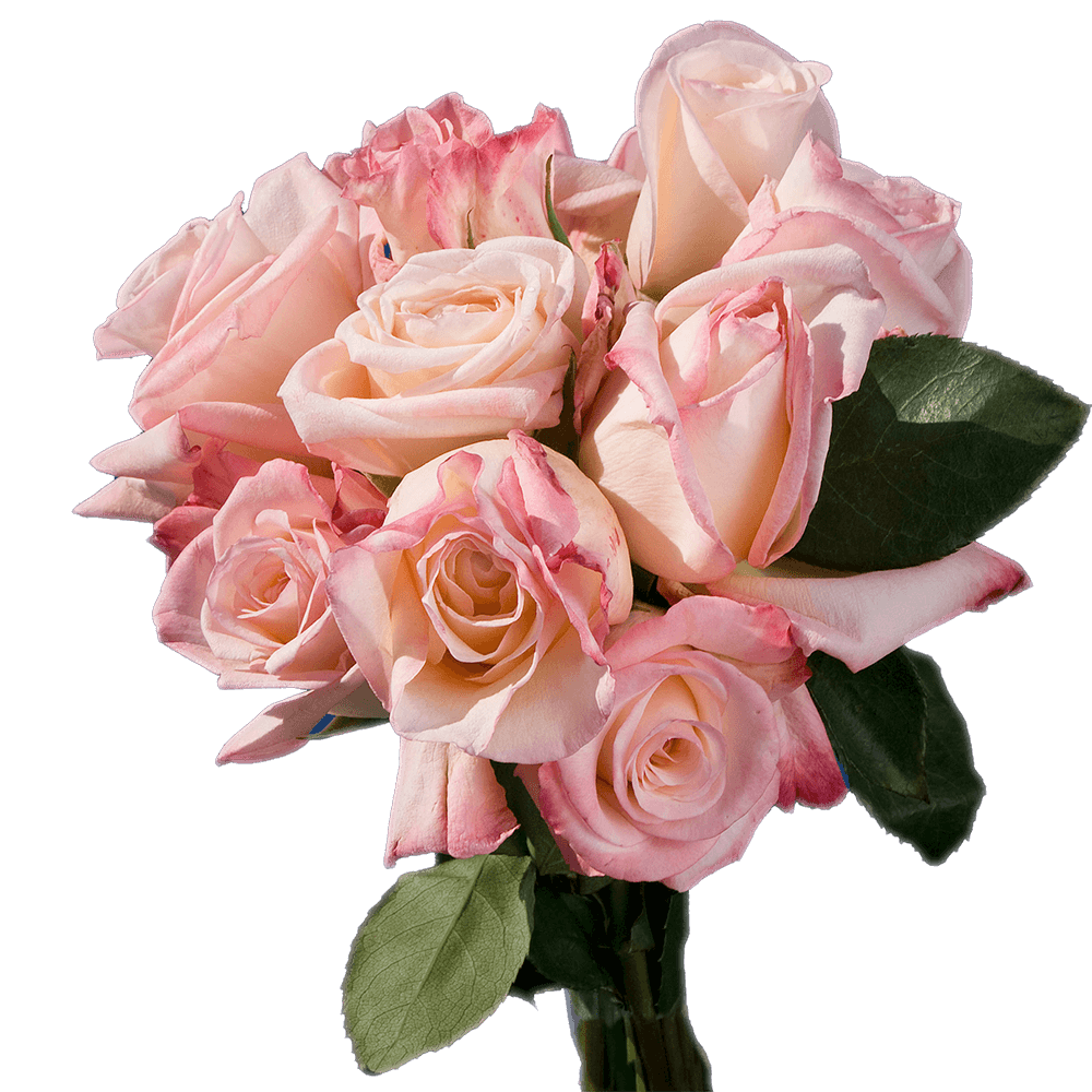 Vibrant Blush Roses