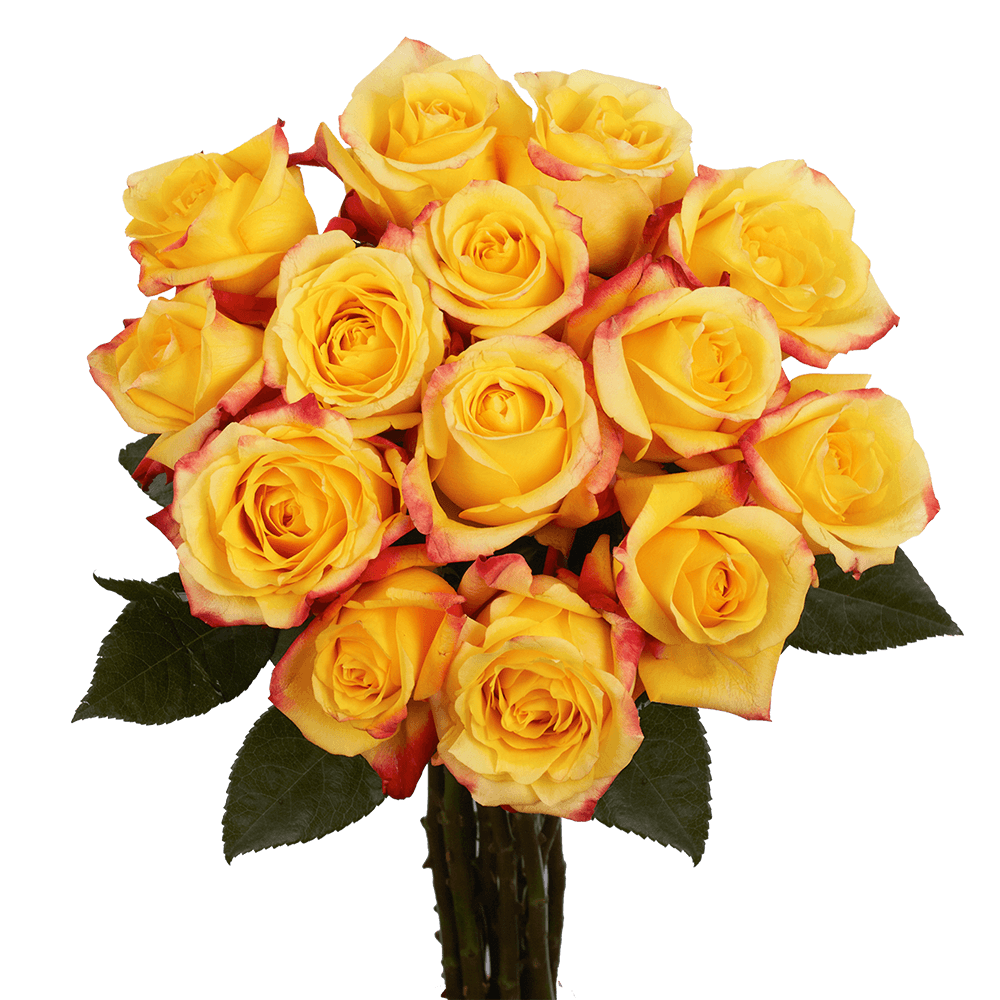 Vibrant Bright Yellow Roses with Red Tips
