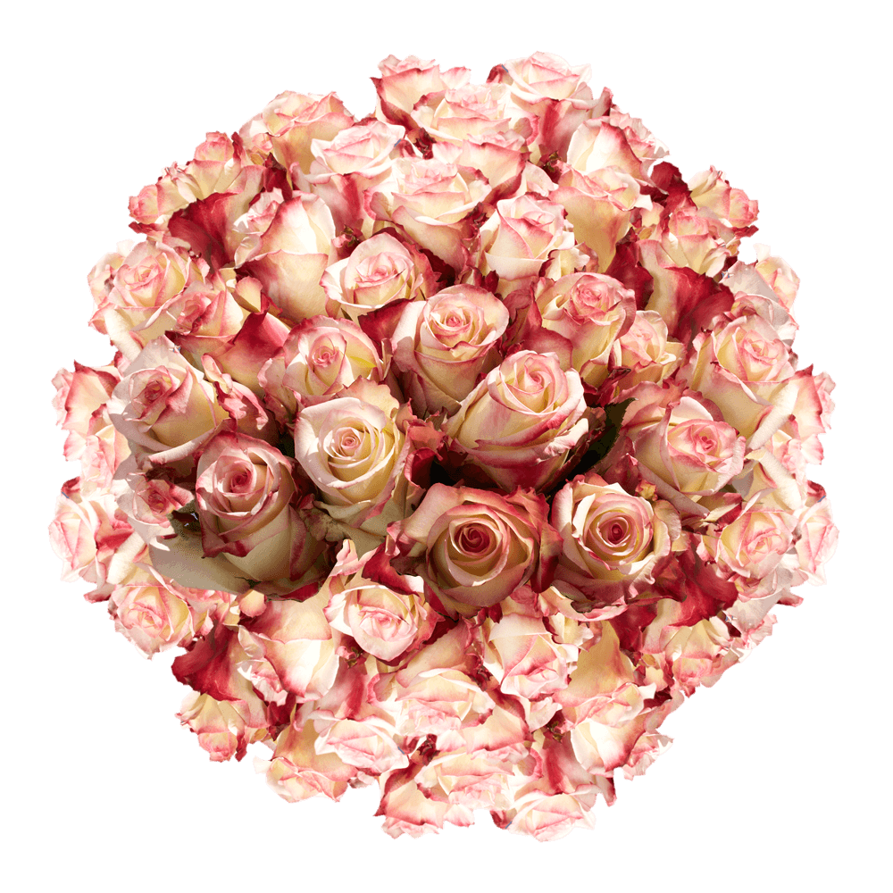 (QB) Rose Med Tormenta [Inlude Flower Food] For Delivery to Elkton, Maryland