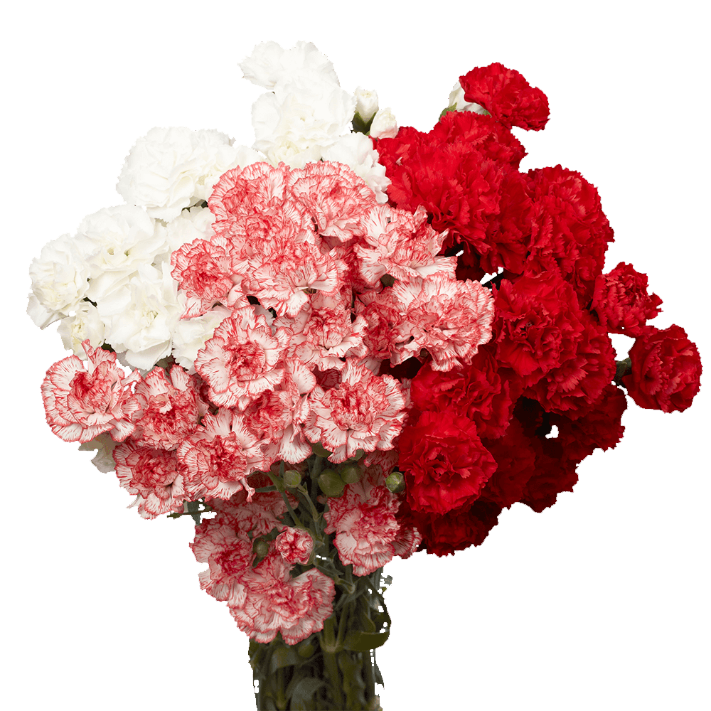 Vibrant Christmas Color Spray Carnations