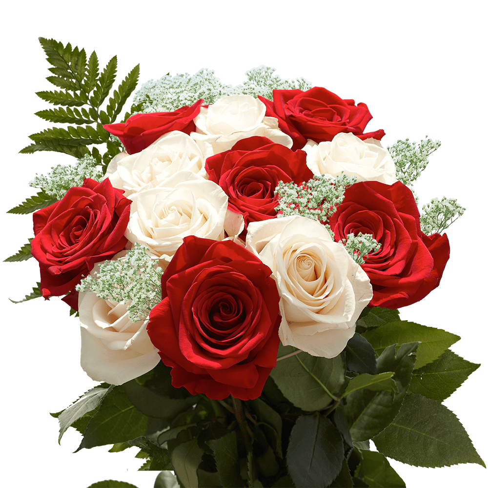 Vibrant Dozens of Red and White Roses