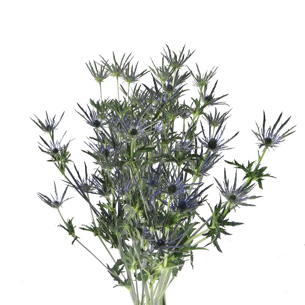 Vibrant Eryngium Flowers