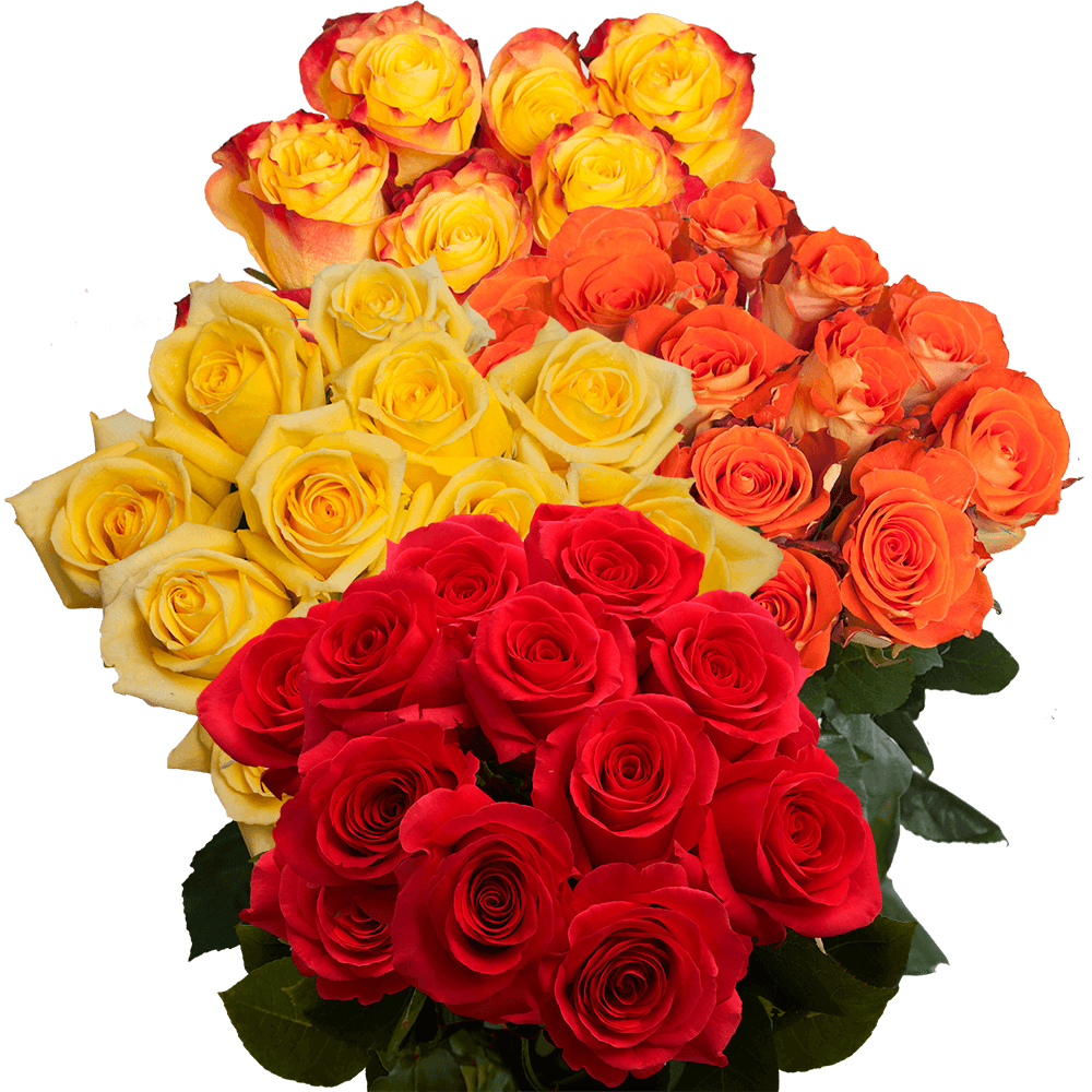 Vibrant Fall Color Roses