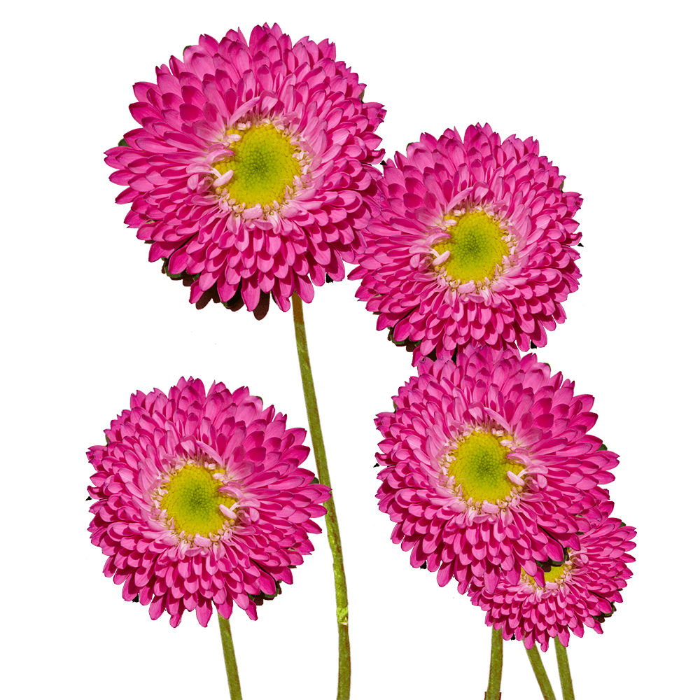 Vibrant Hot Pink Aster Matsumoto Flowers
